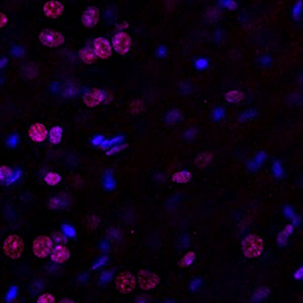 Immunofluorescent image of a mouse brain labeled with DSHB antibody Anti-H3C3 [BCN503.1.1D6] against H3 clustered histone 3 (red). Image Credit: BICCN.